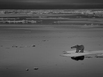 Polar bear stranded on melted iceberg.